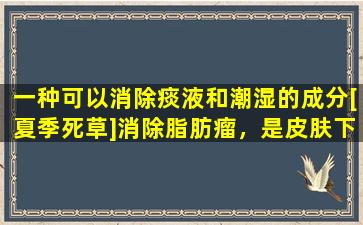 一种可以消除痰液和潮湿的成分[夏季死草]消除脂肪瘤，是皮肤下的好药